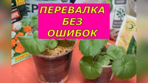 Одна ошибка при перевалке — и герань погибнет. Как надо?