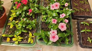 Почему катарантусы нужно заносить осенью