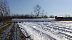 Обзор работ на участке у агронома клубничника