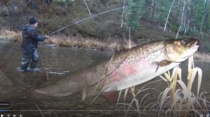 30 серия На Обманку Червяк Удочка ловится каждый заброс рыба Ленок Тайга река Сухой пит