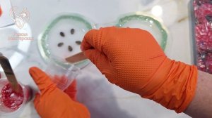 Арбузные подстаканники из эпоксидной смолы