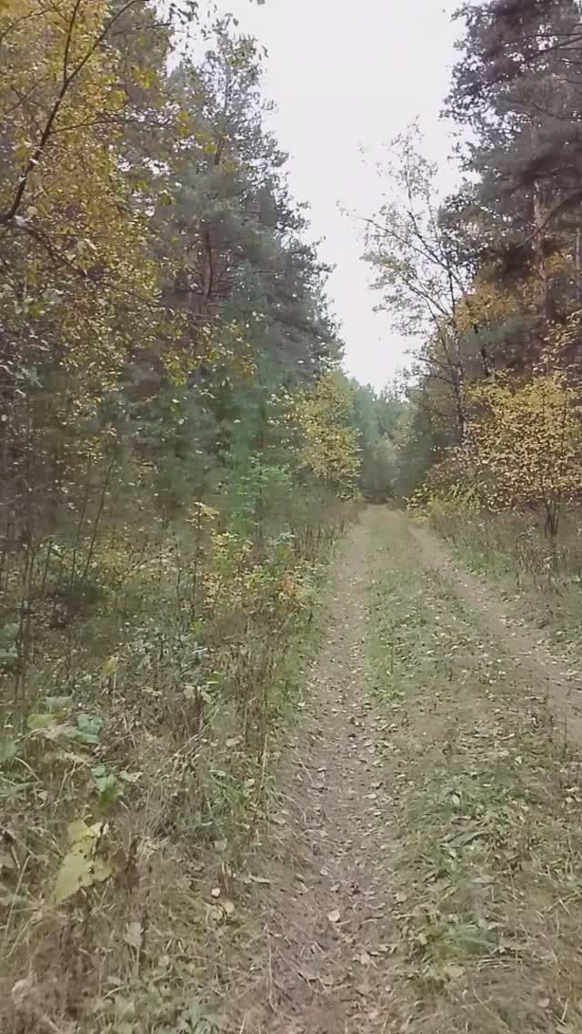 Санаторий Тесь Солнечный. Сибирь. Мы нашли грибы.