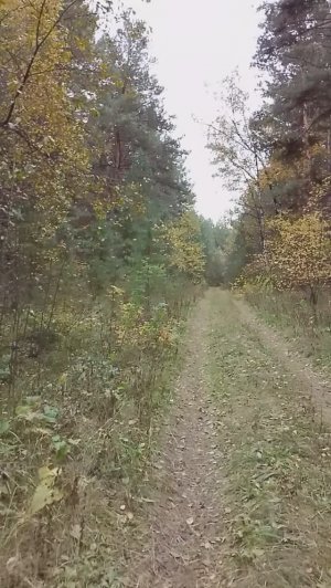 Санаторий Тесь Солнечный. Сибирь. Мы нашли грибы.