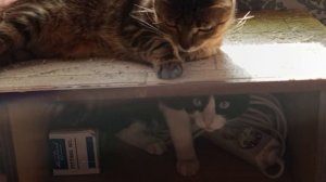 А по мордам