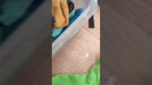 Собираемся на прогулку с Оливией.