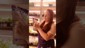 Первая подкормка рассады. Когда проводить? Чем подкормить рассаду? Признаки дифицита питания.