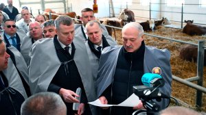 Лукашенко призвал активнее развивать племенное животноводство в Беларуси