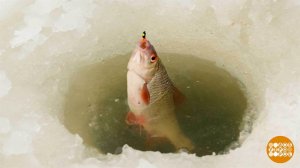 Плотва, люби сухари! И сухое молоко... Доброе утро. Фрагмент выпуска от 13.03.2026