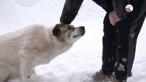 Голос Богородского. Алексей Мишарин
