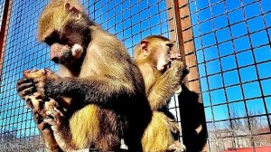 ТАКАЯ МИЛОТА! Люська с гопкомпанией набрали и в руки и в лапы мясо и лопают за обе щеки)))