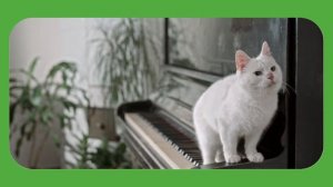 Учим животных для самых маленьких | Котик