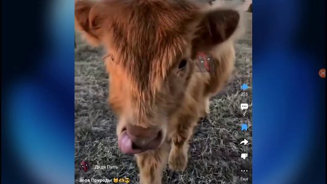 ЧТО БУДЕТ ЕСЛИ ЖЫВОТНЫХ ОСТАВТЬ ОДНИХ ДОМА