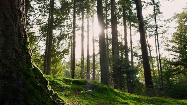 FV Atmos | Шум леса для сна. Спокойные звуки природы для медитации и расслабления