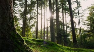 Шум леса для сна. Спокойные звуки природы для медитации и расслабления | FV Atmos