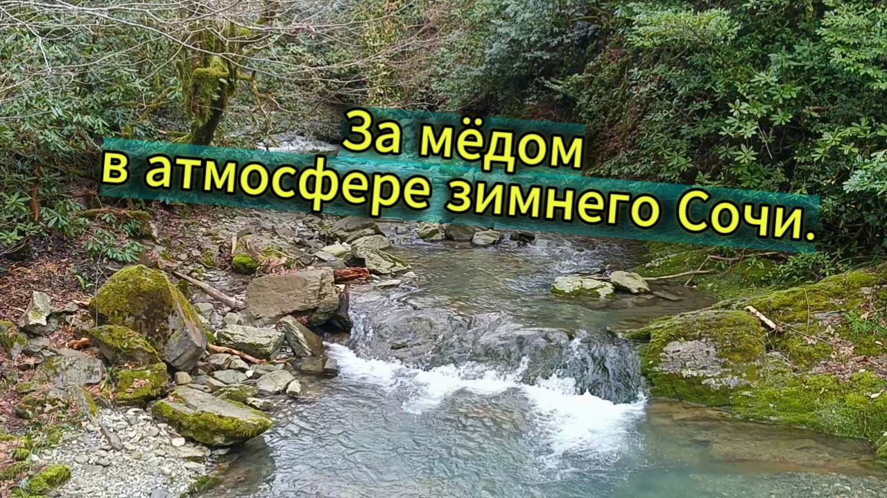 За мёдом в атмосфере зимнего Сочи.