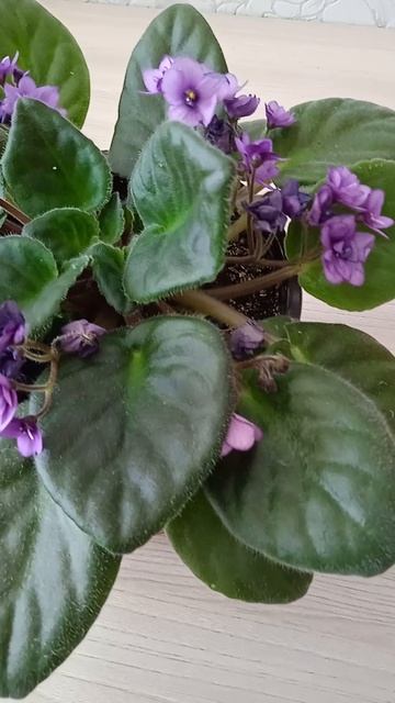 Красивая фиалка, которая радует цветением в марте