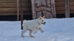 Первый побег щенка