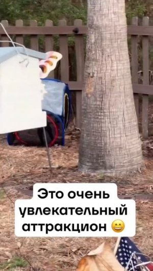 Попрыгунчик