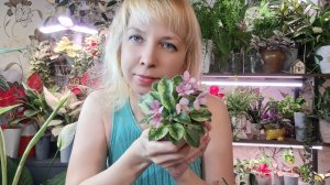 Пересадка мини фиалочек и алоказии