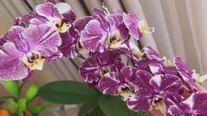 Орхидеи распускаются вновь. Бомбические сорта | Черный, мокрый ствол не приговор. Живучая.