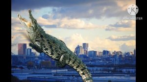 Леонардино-Биордино Крокодило 1 сезон 1 серия