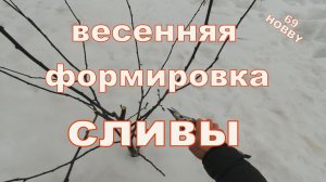 Весенняя обрезка сливы! 4 примера