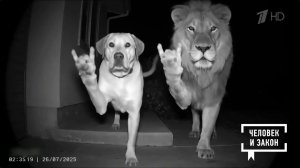 ИИ глазами обывателя. Человек и закон. Фрагмент выпуска от 13.03.2026