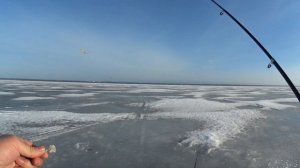 Зеленогорск. Корюшка. Рыбалка 13.3.26.