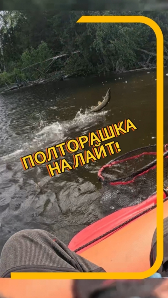 Борьба с хорошей щукой на лёгкую снасть! #щука #рыбалка #спиннинг