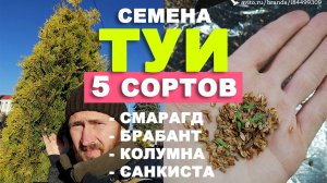 Семена Туи | Авито Максимов