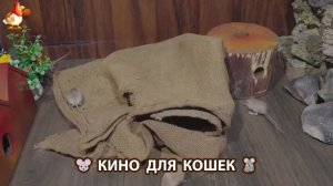 Видео для кошек про крысок развлекать питомцев 🐭🐀😂 (481)