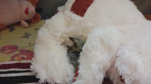 Птенец совсем отказывается от еды