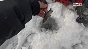 Сибирский лов. Выпуск 98