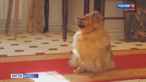 В Кострому всё больше едет хвостатых, усатых и пушистых туристов