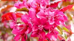 Прекрасный май