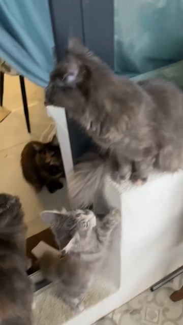 МейнКунчики