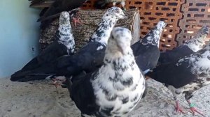 новомарьевские серозобые