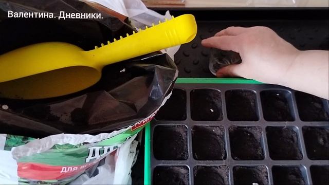 Капусте места не нашлось. Посадочных мест не хватило. Сею цветы.Вопрос о сроках посева рассады.