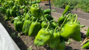 Обзор всхожести перца. Пикировка перца.