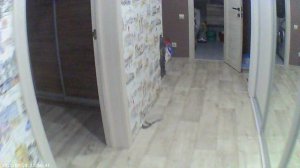 тупая гоу про