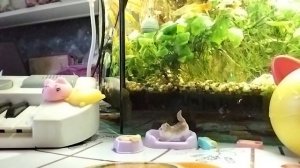 𓃗Распаковка!!! нового КОТИКА🐱