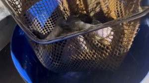 Привоз шикарной форели