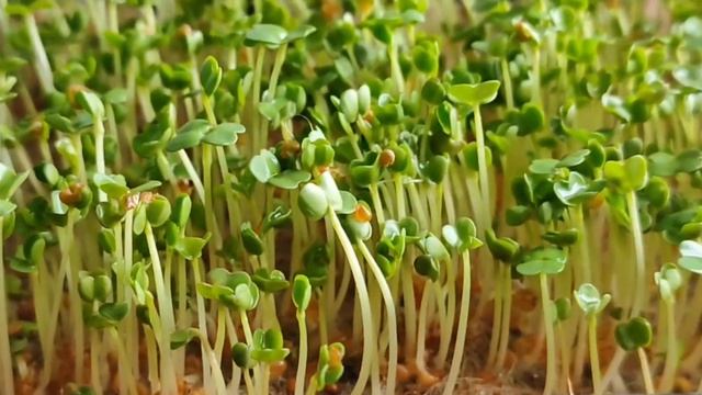 Микрозелень