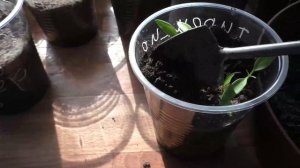 Перцы через неделю после всходов