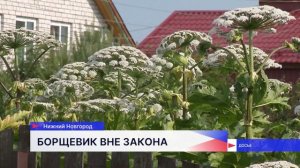 Депутаты регионального парламента разрабатывают перечень растений, которые надо уничтожать