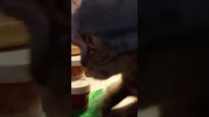 Ео, Вишенка трансу ведёт