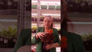 Профилактика появления насекомых-вредителей на рассаде.