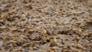 Плющение зерна в Колхозе Мир Тверской области, главная проблема при внедрении технологии