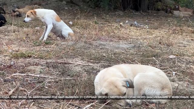 С начала года бродячие животные покусали более 1500 волгоградцев смотреть онлайн