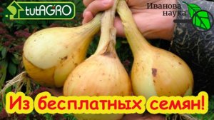 😱 СЕМЕНА БЕСПЛАТНО! Как получить семена лука, не тратя ни рубля. Хватит ТРАТИТЬ деньги!